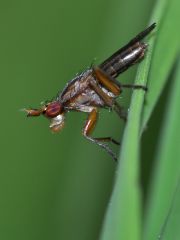 Limnia unguicornis